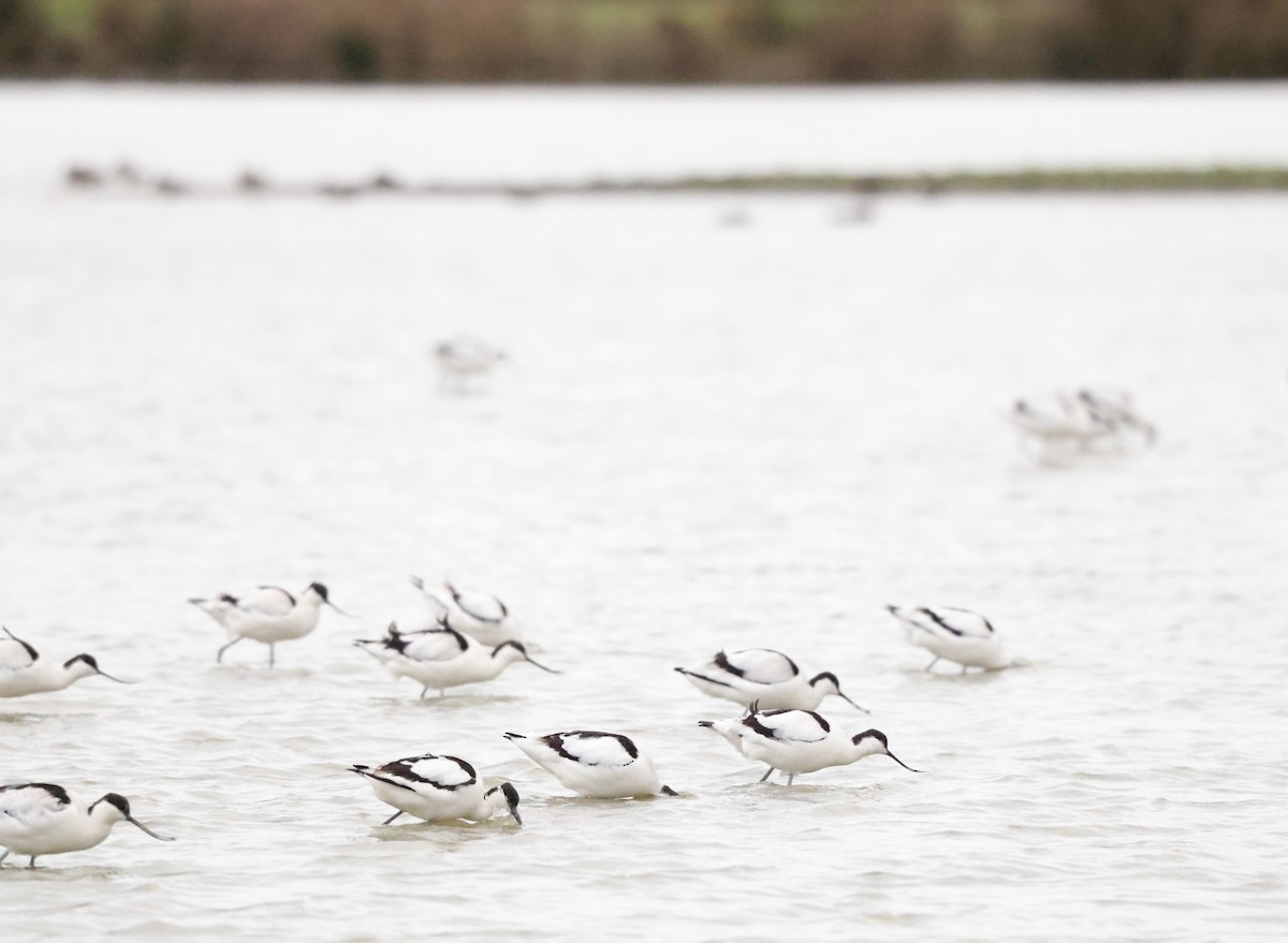 反嘴鴴 - ML651221199