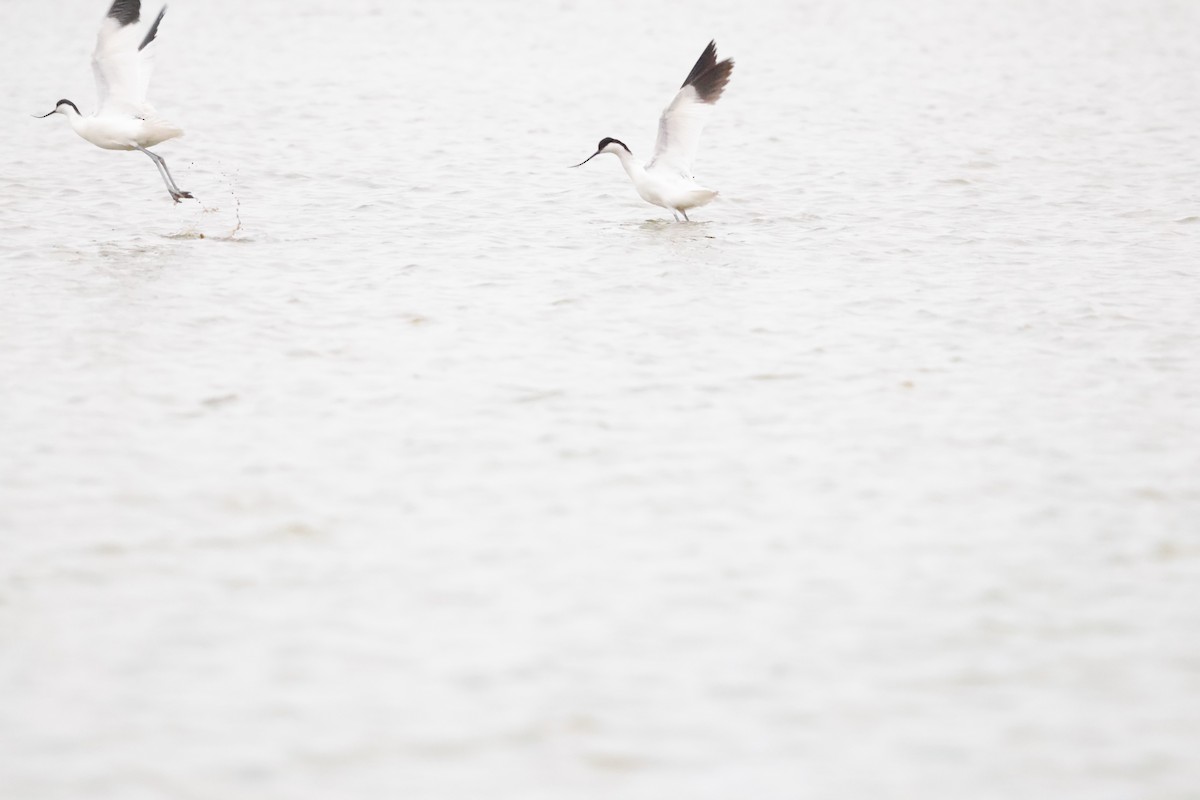 反嘴鴴 - ML651221200