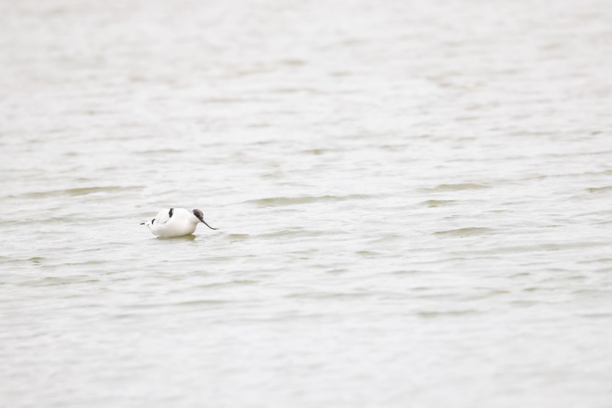 反嘴鴴 - ML651221201