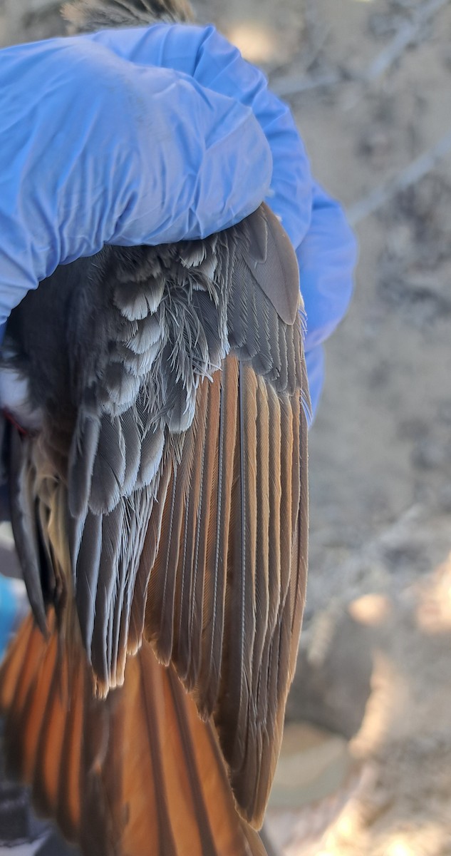 Ash-throated Flycatcher - ML651221202