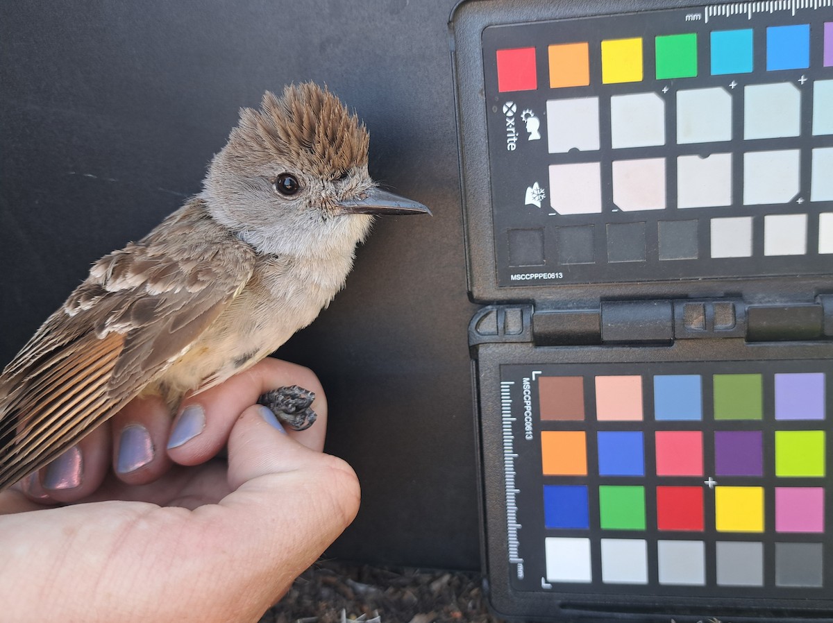Ash-throated Flycatcher - ML651221203