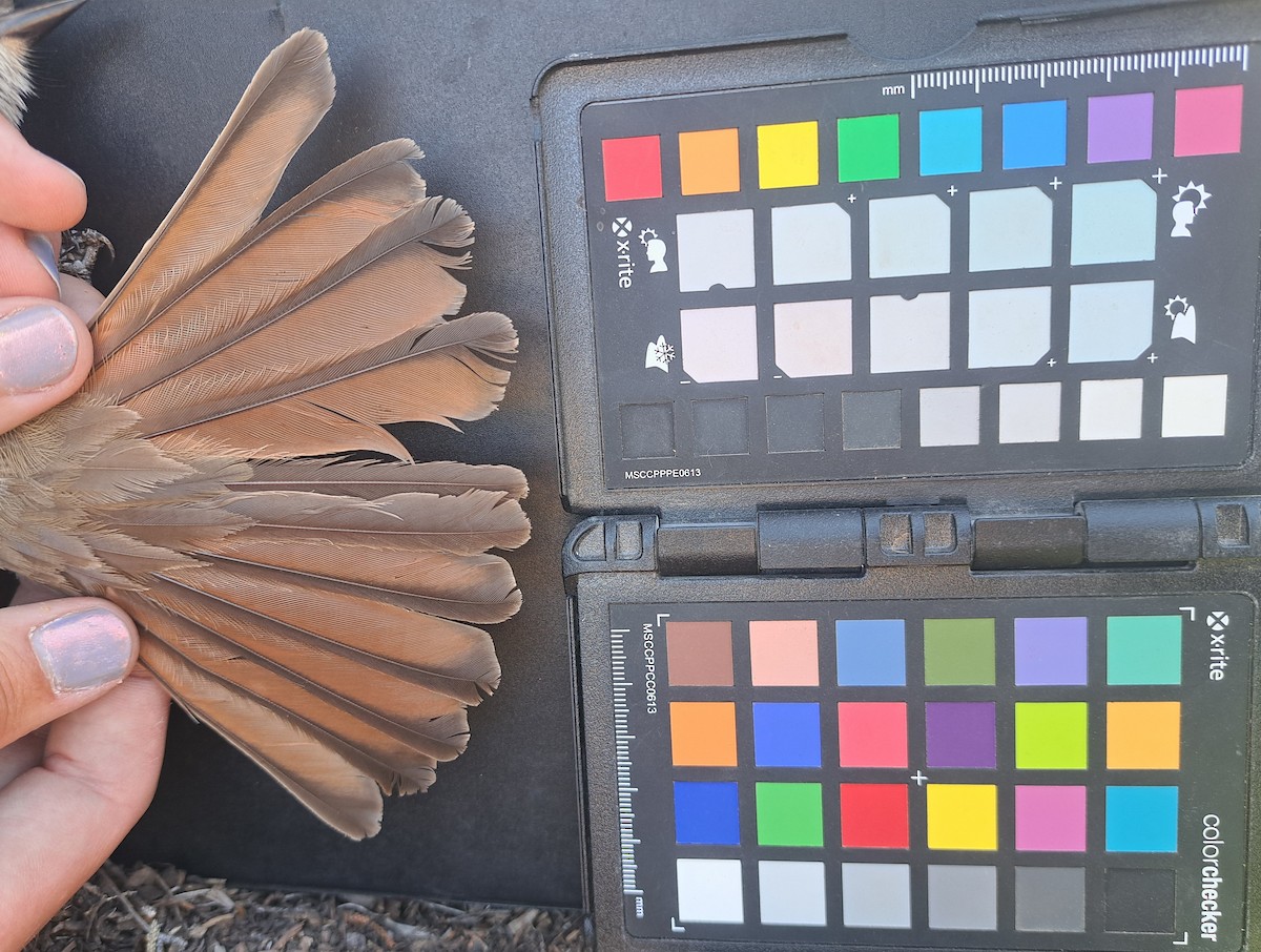 Ash-throated Flycatcher - ML651221204