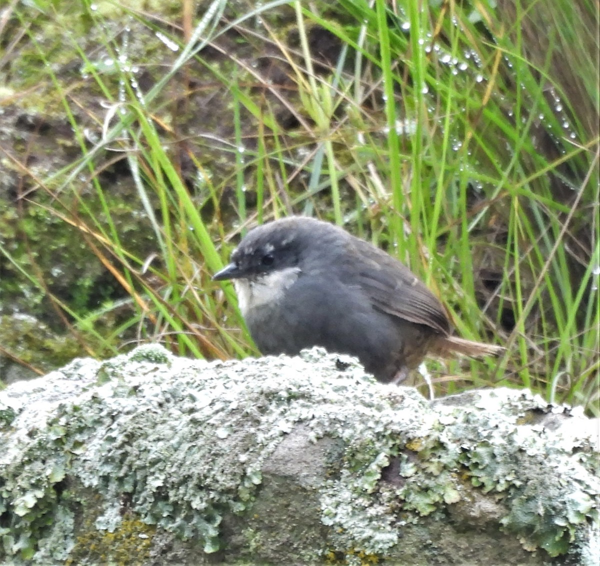 Zimmer's Tapaculo - ML651221205