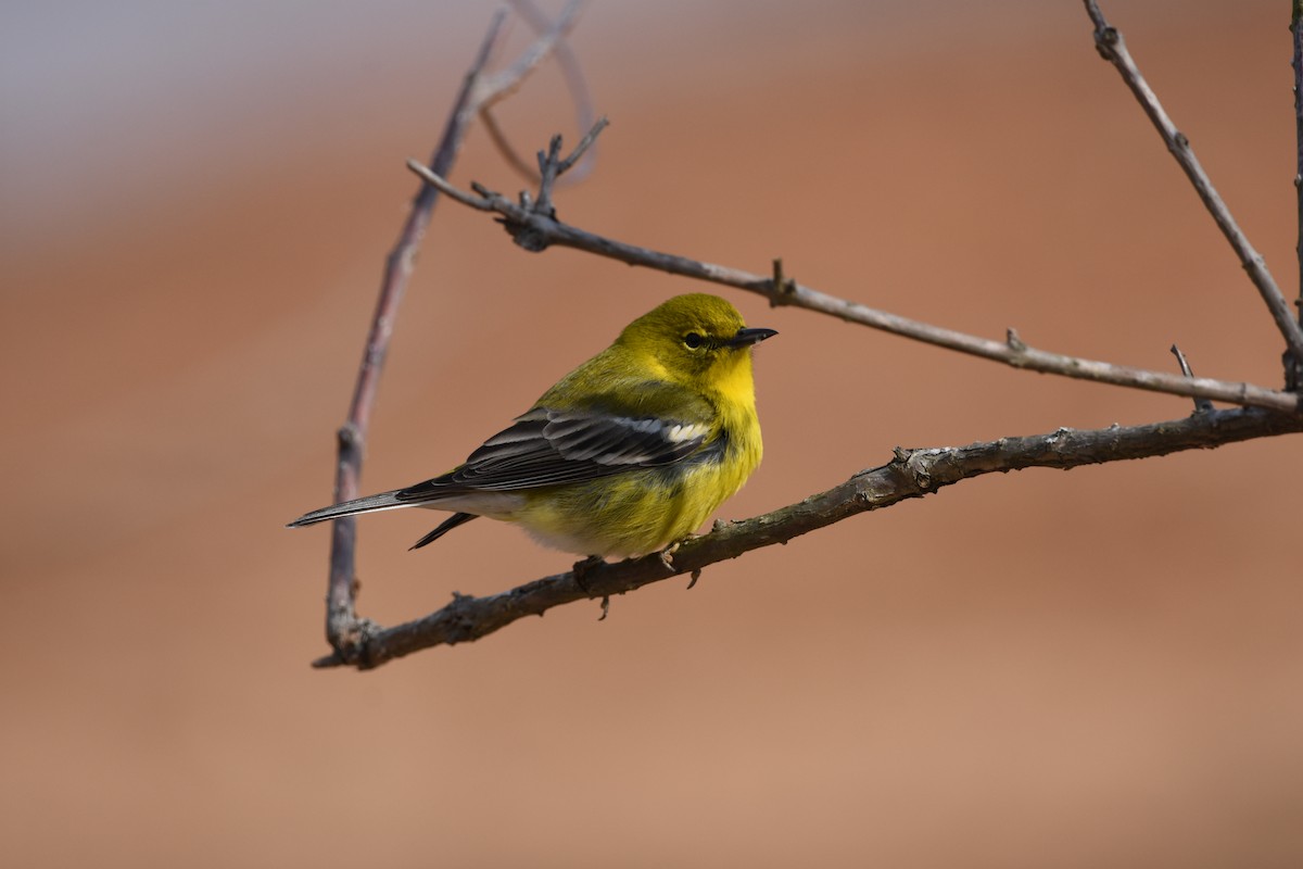 Pine Warbler - ML651221207