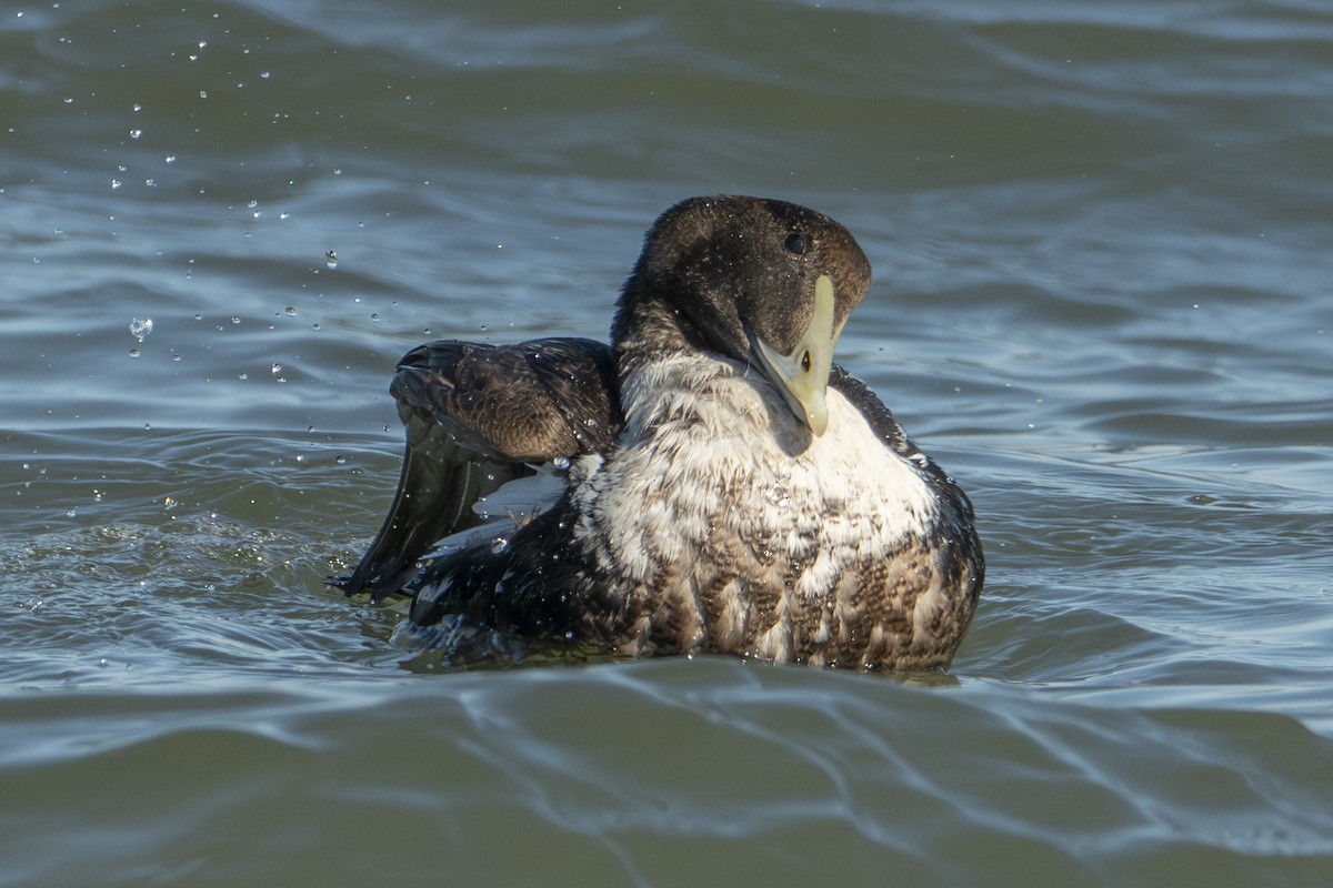 Common Eider - ML651221216