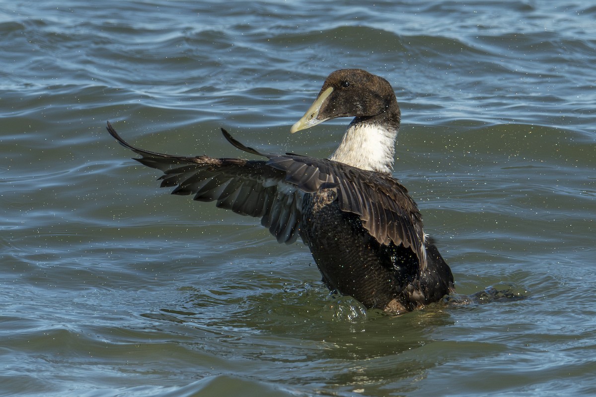 Common Eider - ML651221217