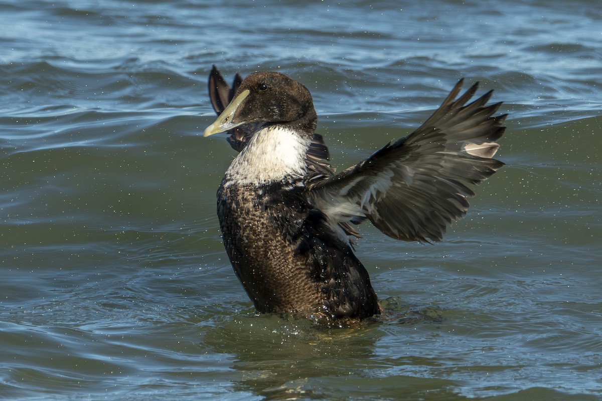 Common Eider - ML651221218