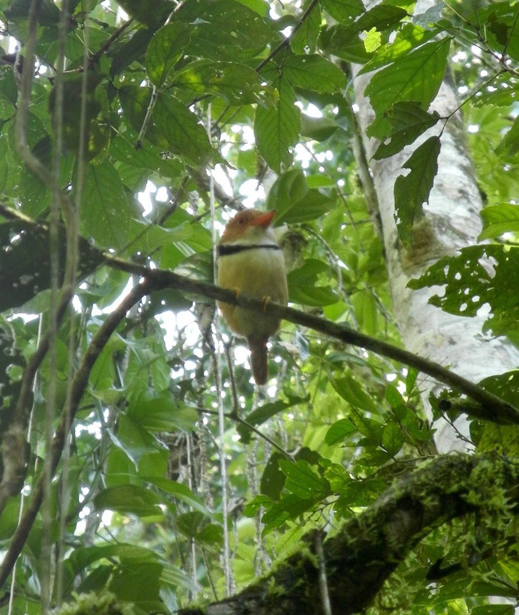 Collared Puffbird - ML651221219