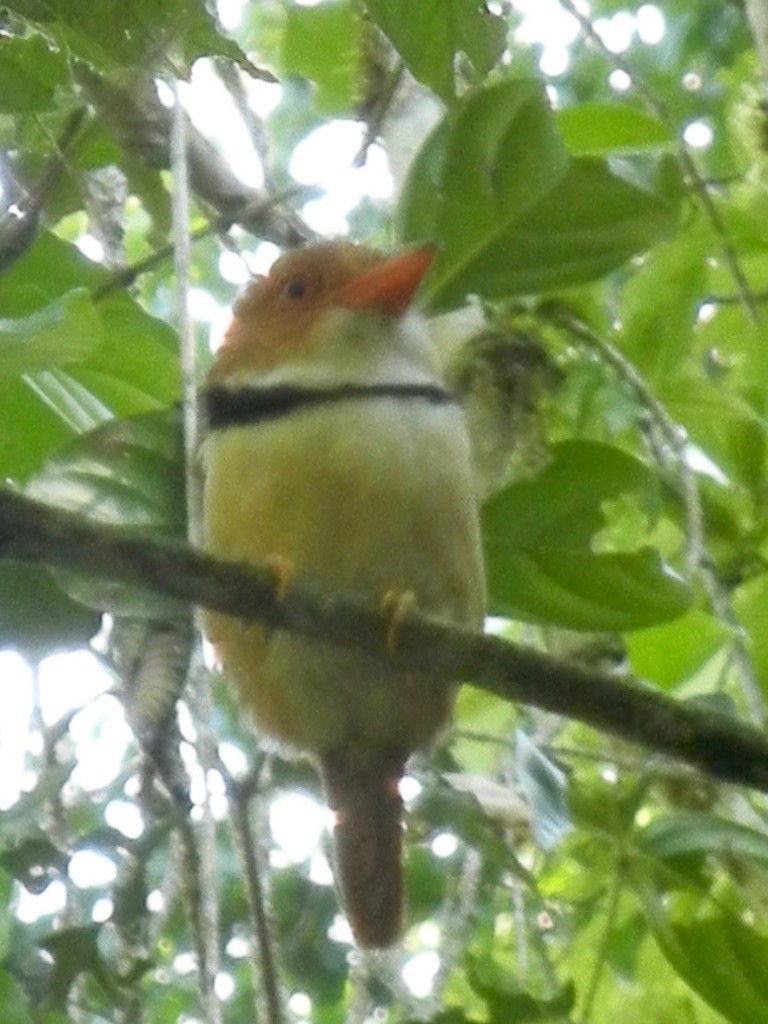 Collared Puffbird - ML651221220