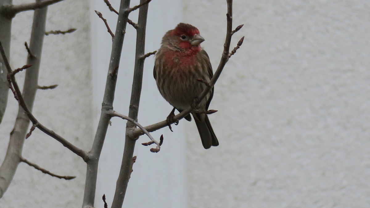 House Finch - ML651221221