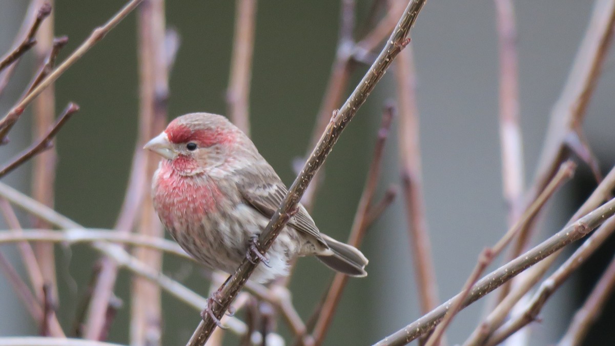 House Finch - ML651221222