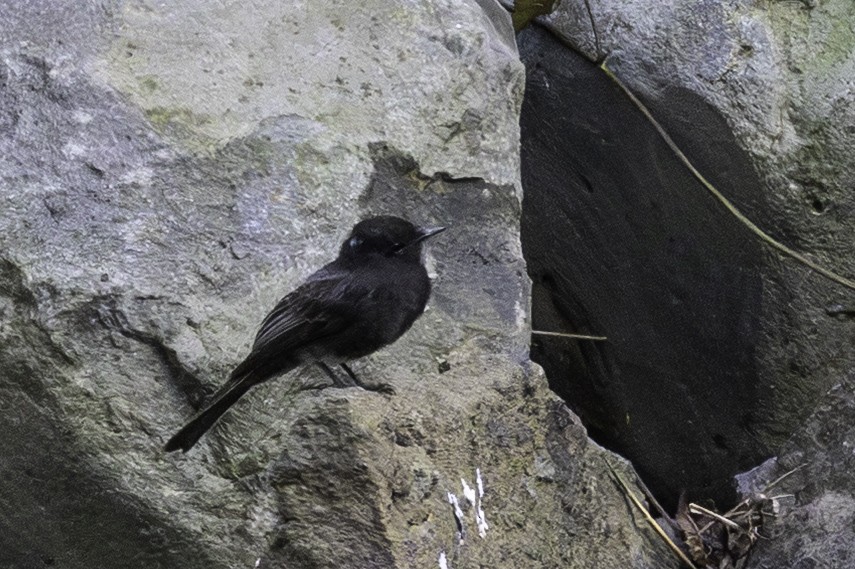 Black Phoebe - ML651221223