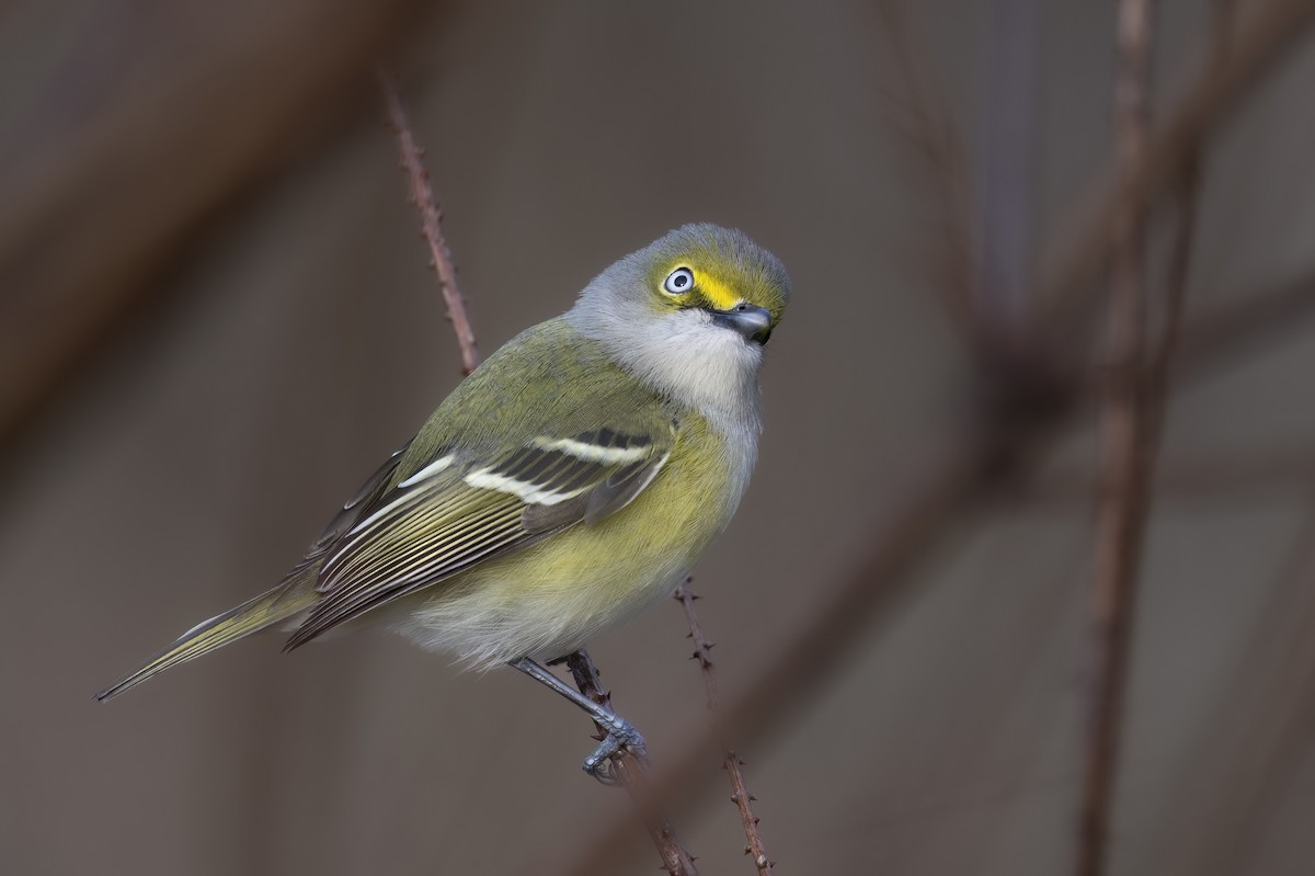 White-eyed Vireo - ML651221224
