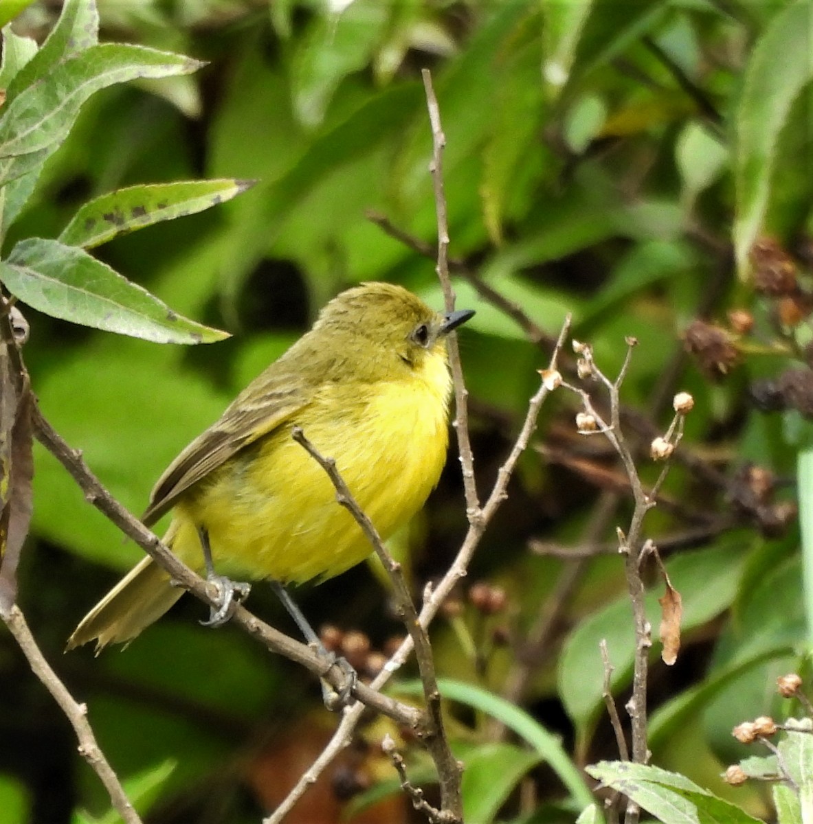 Subtropical Doradito - ML651221228