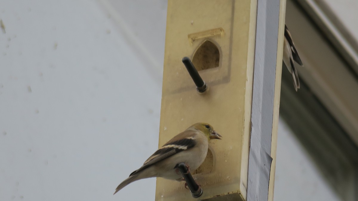 American Goldfinch - ML651221229