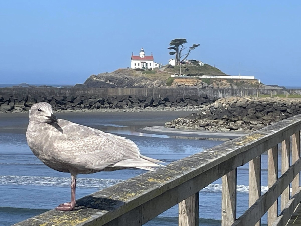 Glaucous-winged Gull - ML651221488