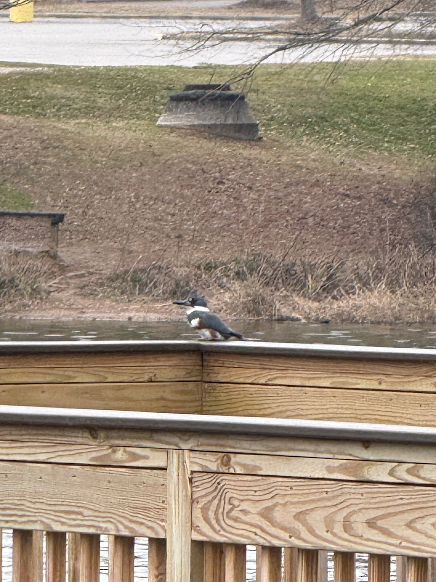 Опоясанный зимородок - ML651221508