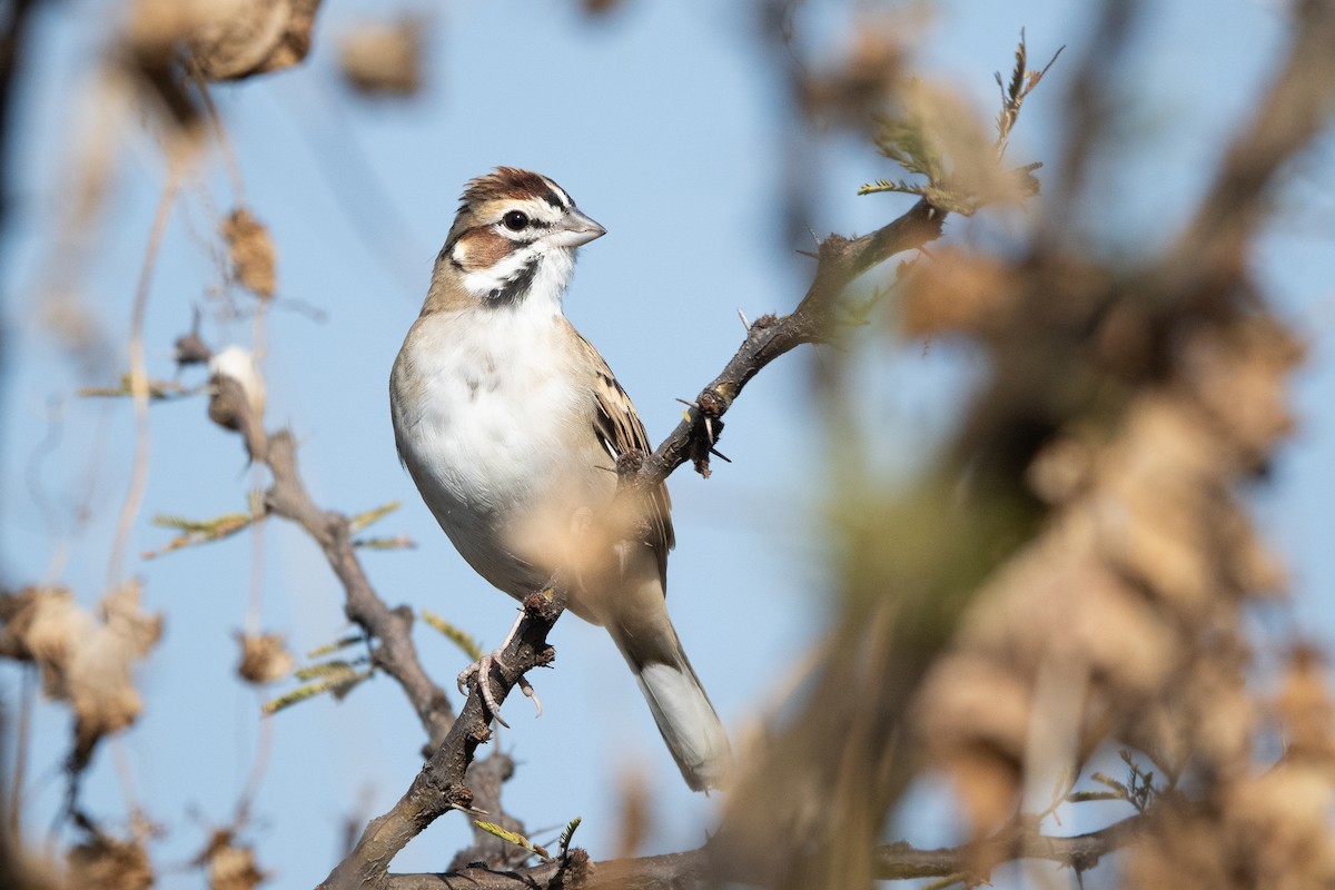 Lark Sparrow - ML651221621