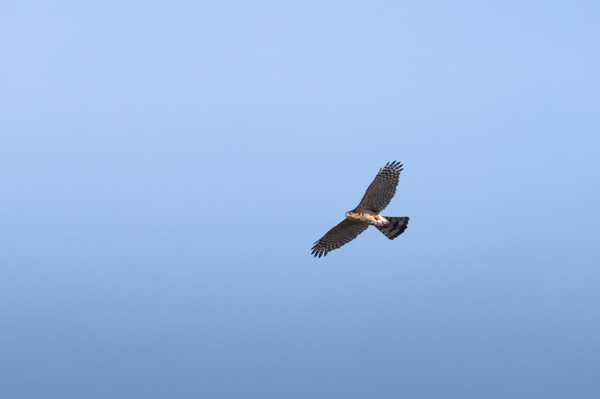 Cooper's Hawk - ML651221794