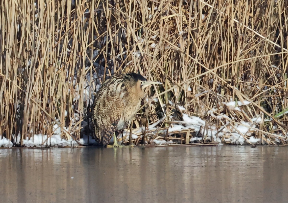 大麻鷺 - ML651221854