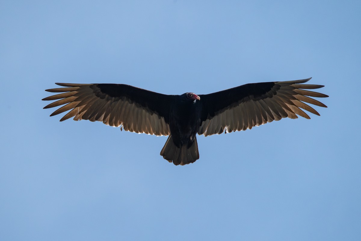 Turkey Vulture - ML651222364