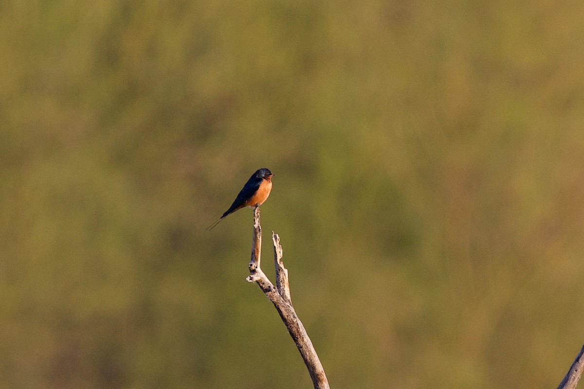 家燕 - ML651222503