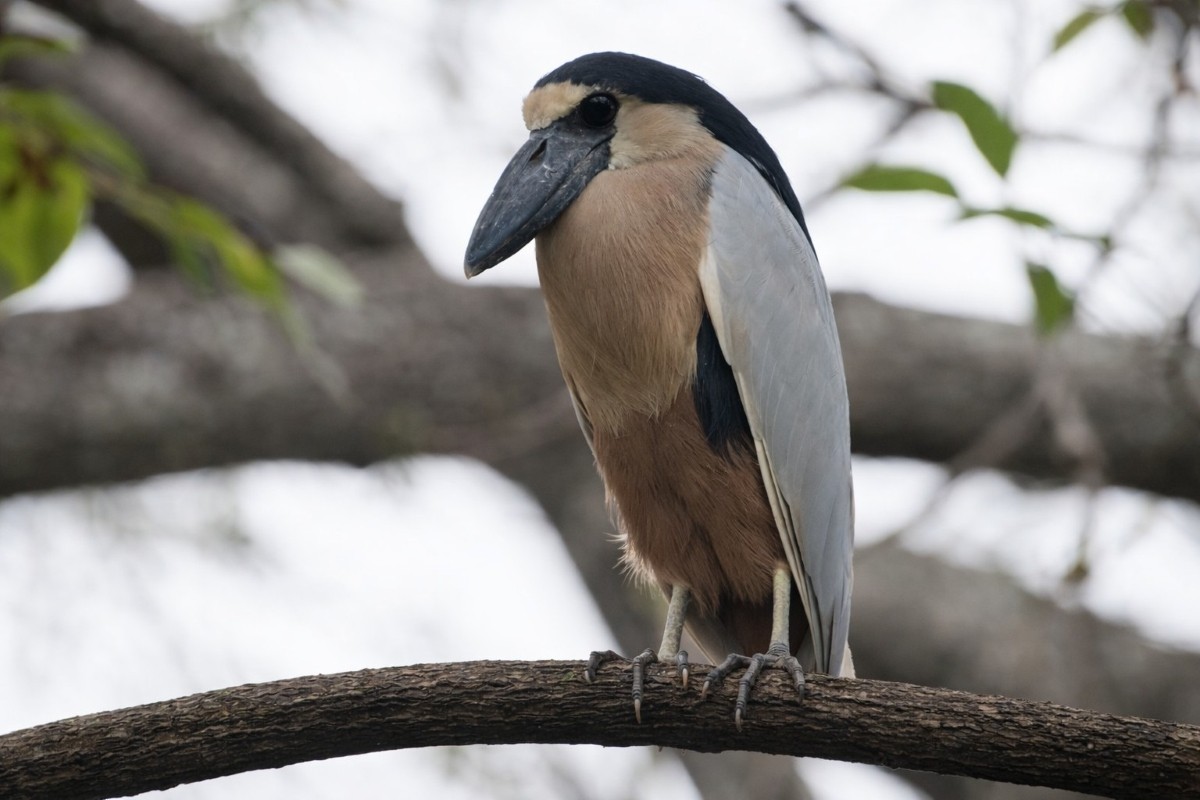 Kahnschnabelreiher - ML651222552