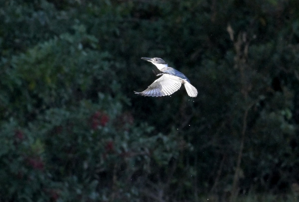 Опоясанный зимородок - ML651222741