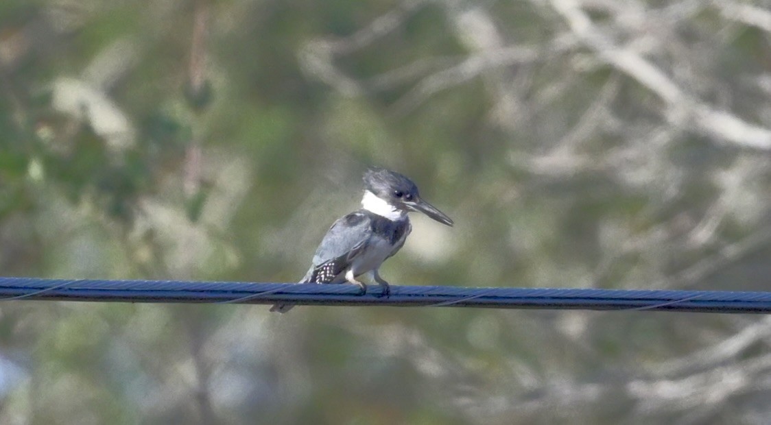 Опоясанный зимородок - ML651222759