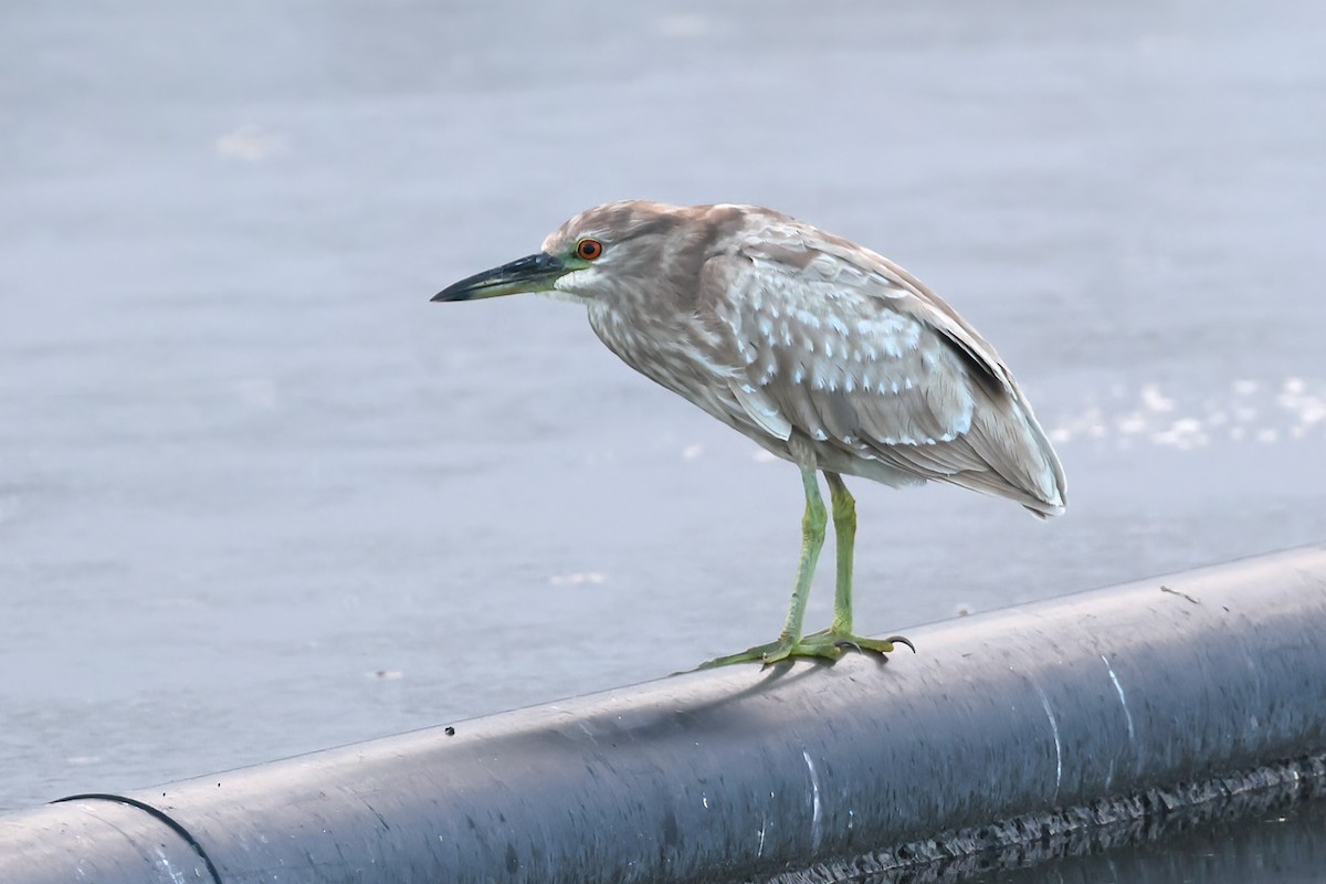 Black-crowned Night Heron (American) - ML651222827