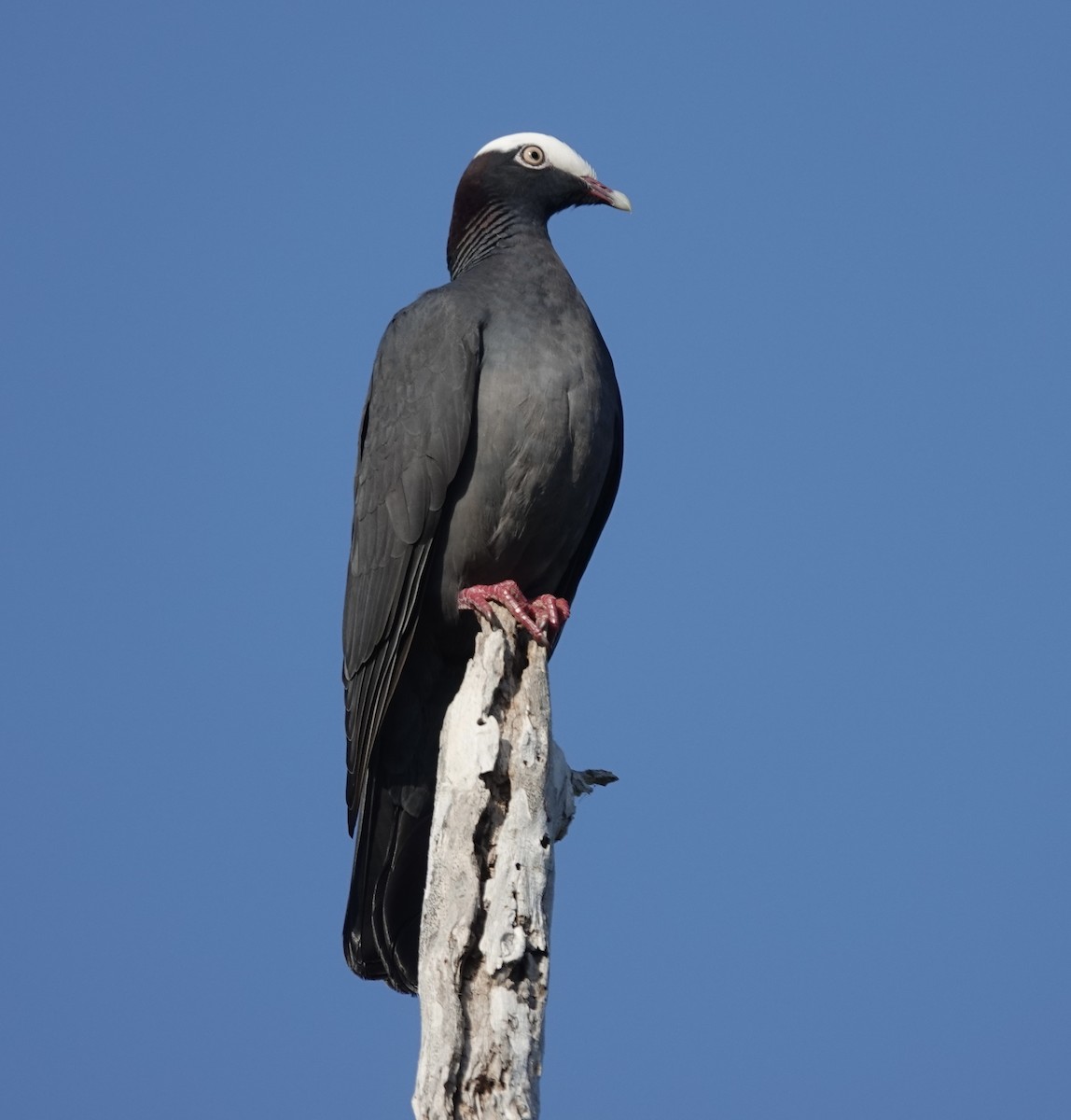 eBird Checklist - 18 Feb 2026 - Everglades NP--Snake Bight Trail - 18 ...