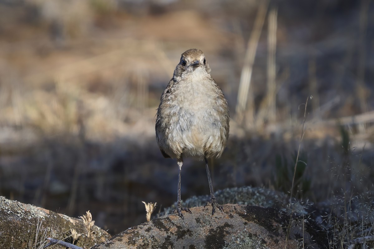 Southern Scrub-Robin - ML651223712