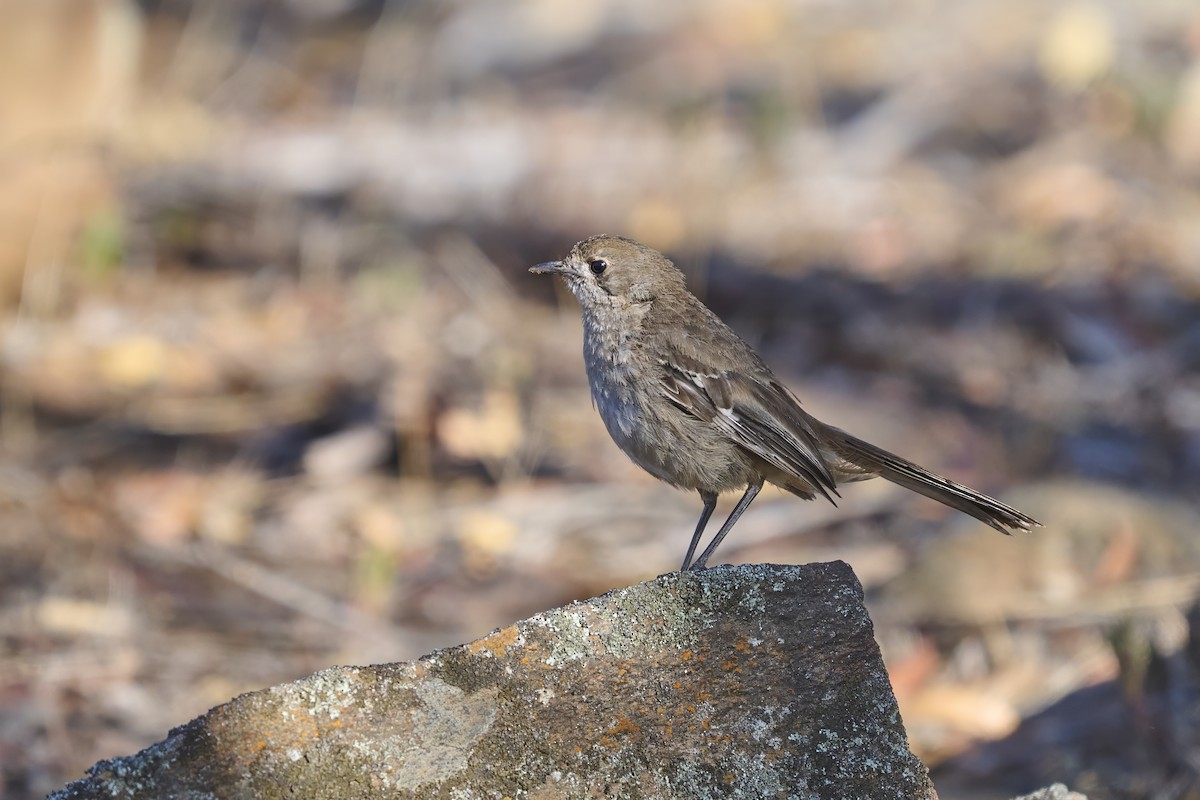 Southern Scrub-Robin - ML651223713