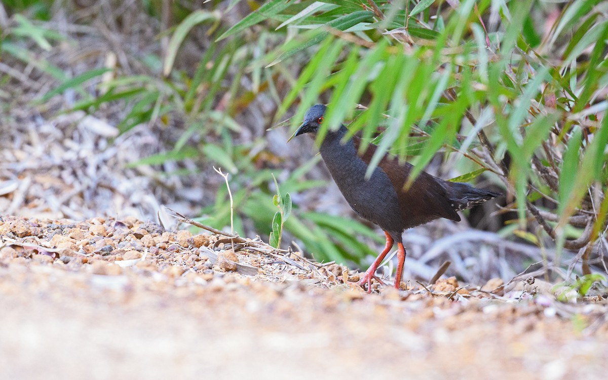 Spotless Crake - ML651224413