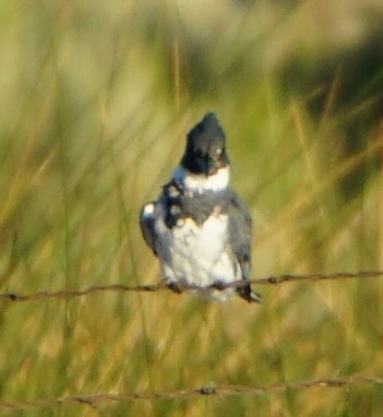 Опоясанный зимородок - ML651224434