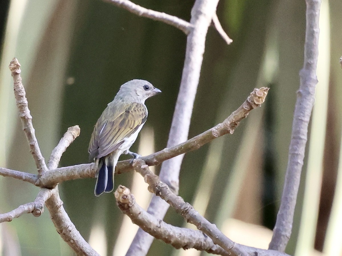 medozvěstka menší [skupina minor] - ML651224673