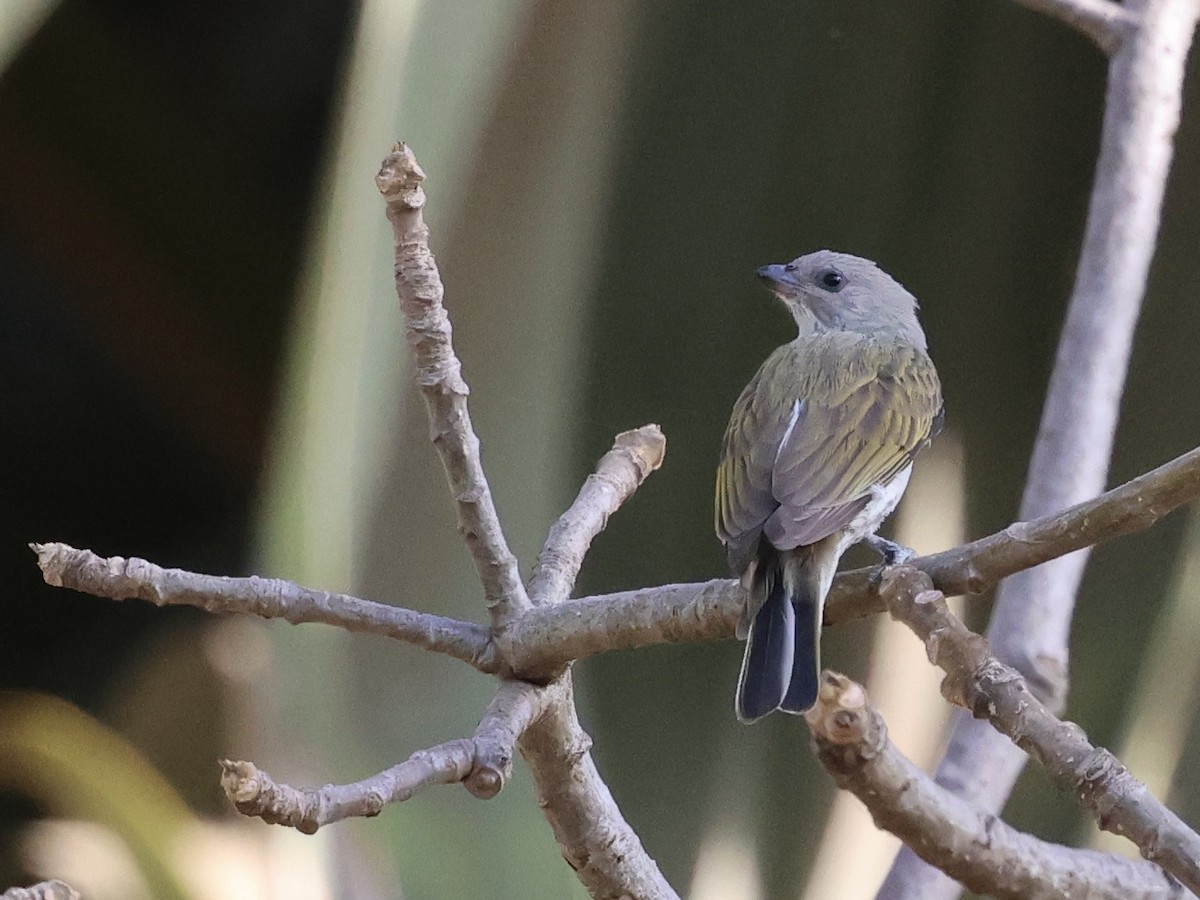 medozvěstka menší [skupina minor] - ML651224682