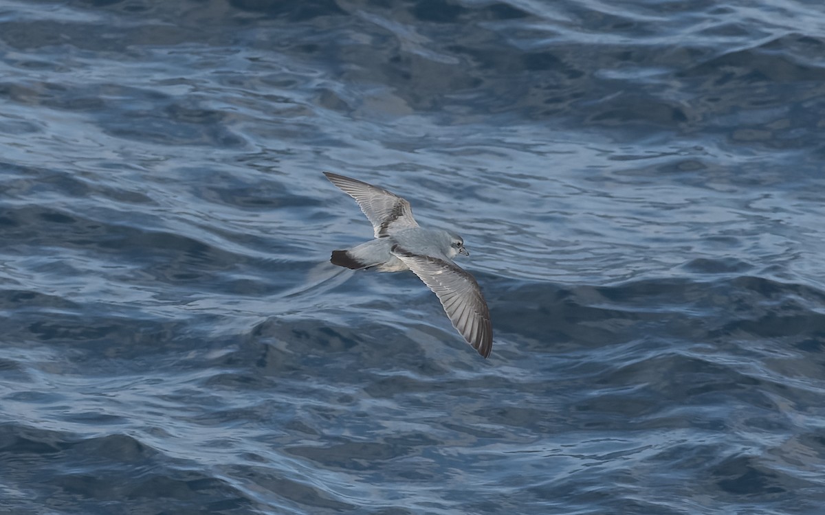 Толстоклювый прион - ML651225803