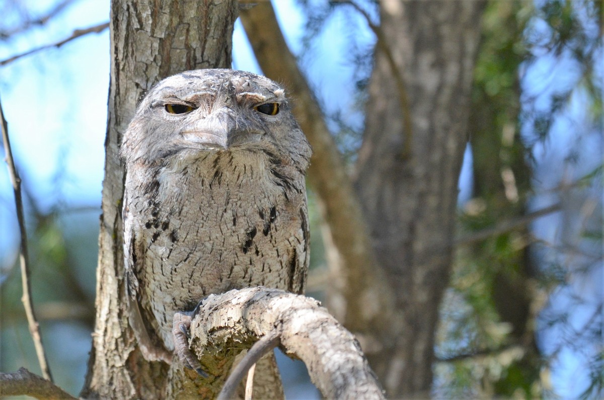 Tawny Frogmouth - Stephen Haase