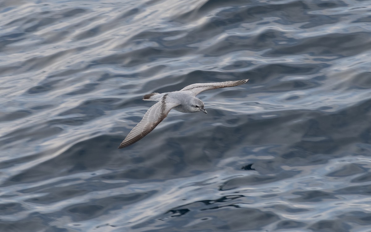 Толстоклювый прион - ML651225840