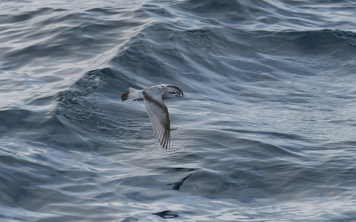 Толстоклювый прион - ML651225854