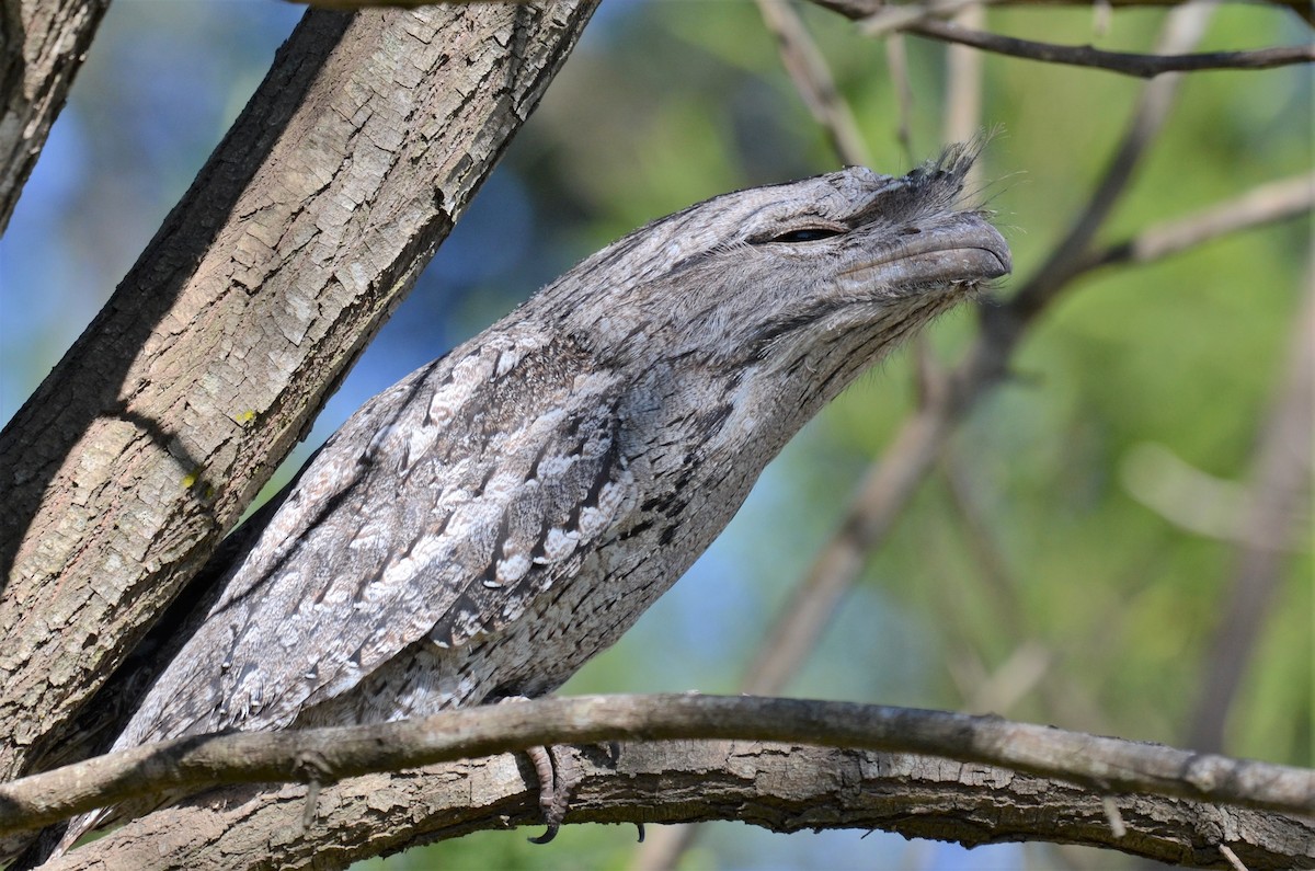 Tawny Frogmouth - Stephen Haase