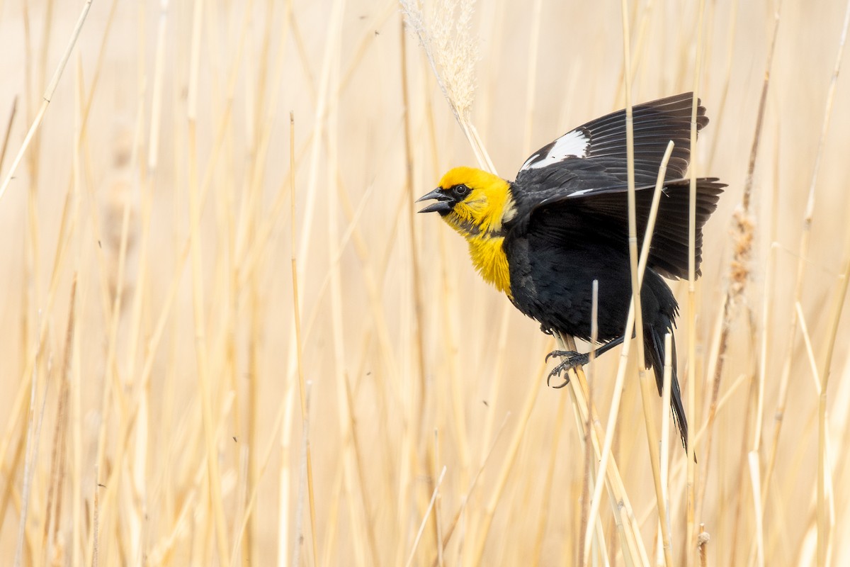 שחרורית צהובת-ראש - ML651226331