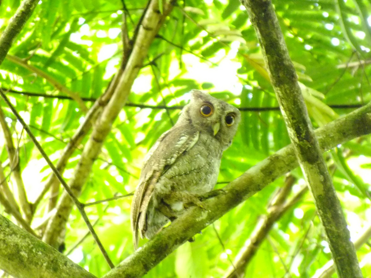 Pacific Screech-Owl - ML65122641