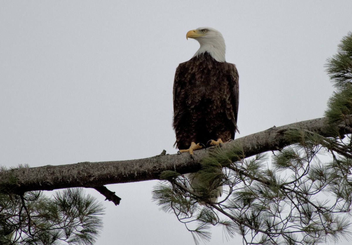Itsas arrano buruzuria - ML651226556