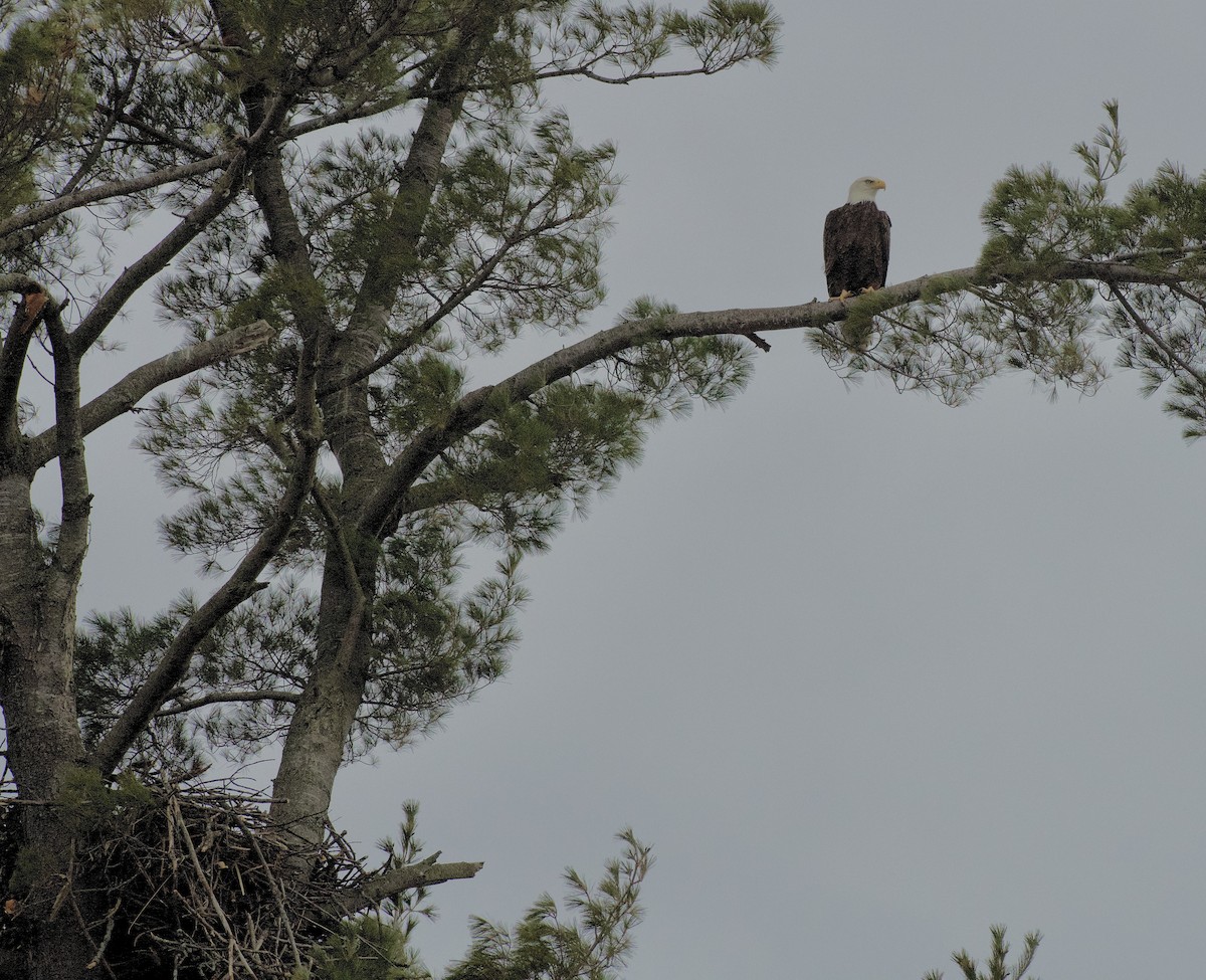 Itsas arrano buruzuria - ML651226557