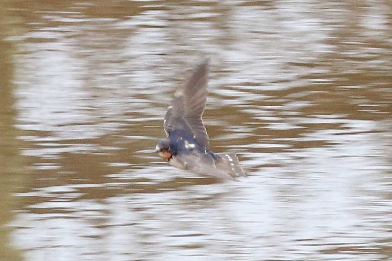 家燕(erythrogaster) - ML651226821