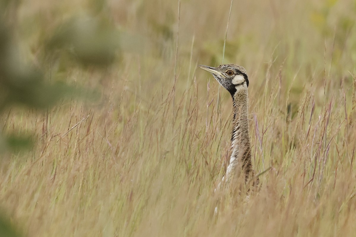 クロハラチュウノガン - ML651226827