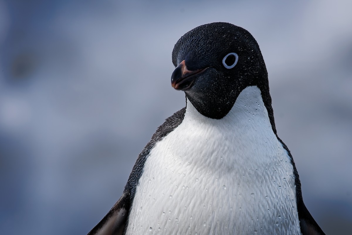 Adelie Penguin - ML651226898