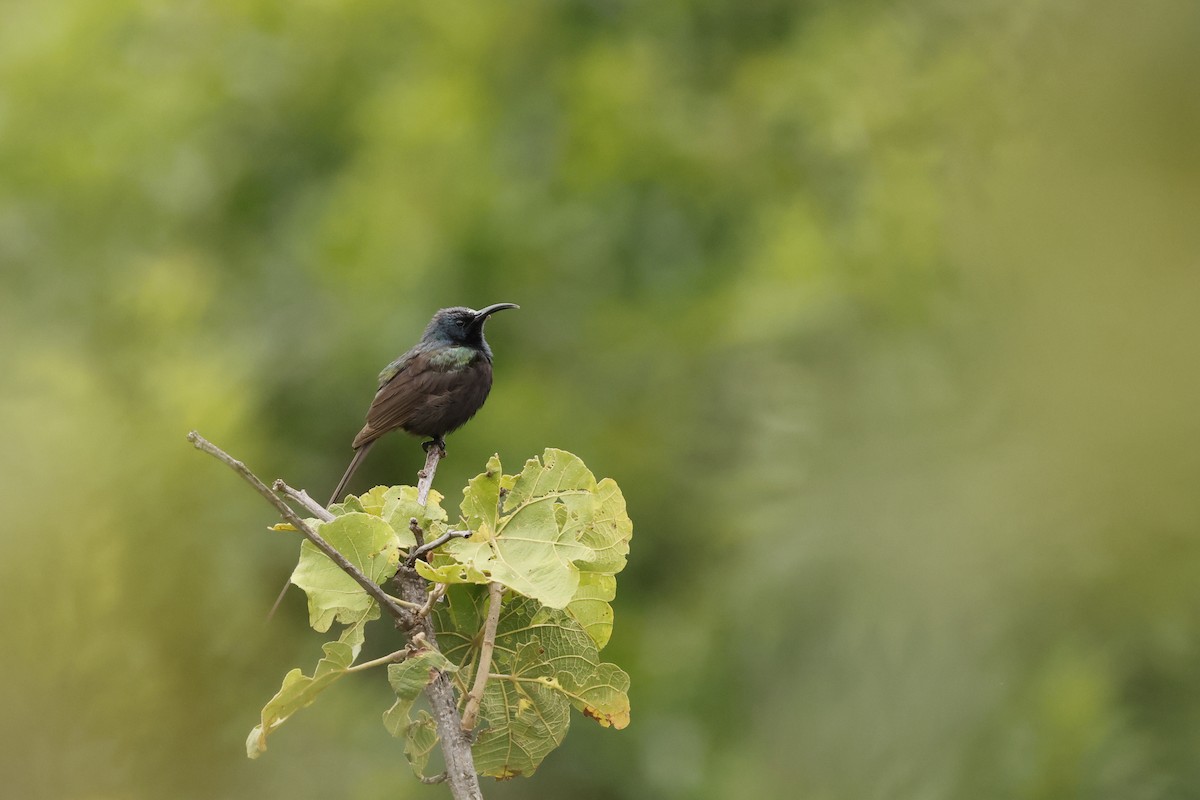 ブロンズオナガタイヨウチョウ - ML651226922